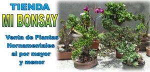 TIENDA MI BONSAY