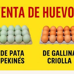 Huevos de pata