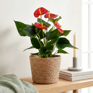 Plantas anturio