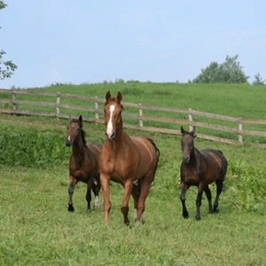 Caballos