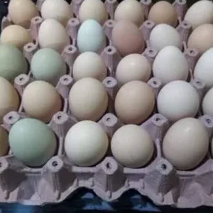 Huevo Criollo