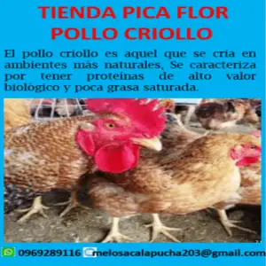 Pollo Criollo