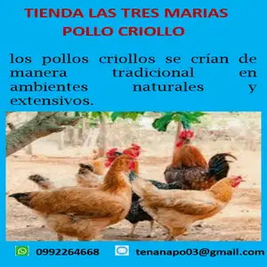 Pollo Criollo