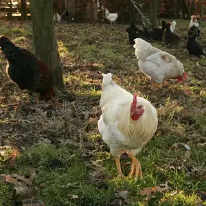 Pollos Camperos