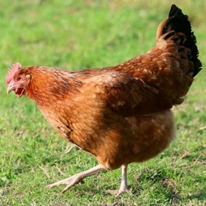 Pollos en pie y pelados