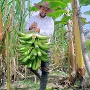 Producción de la zona