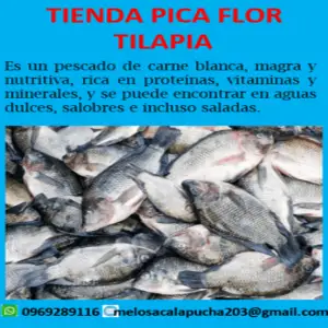 Tilapia