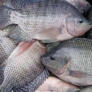 Tilapia