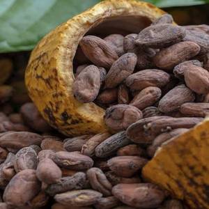 Cacao en venta