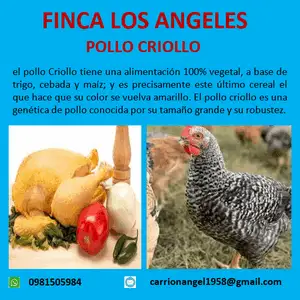 Pollo criollo