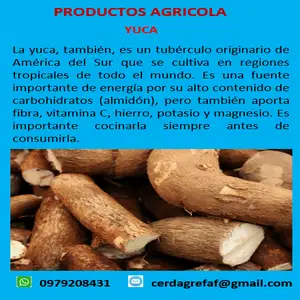 Yuca