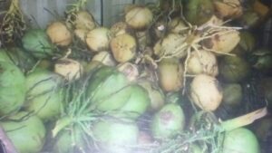 Venta de agua de coco