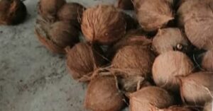 Venta de cocos
