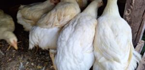 POLLOS DE CAMPO JALEXA