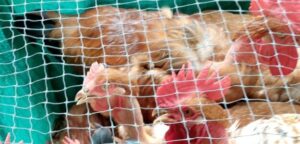 Venta de pollos criollos
