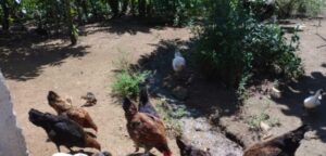 Pollos criollas