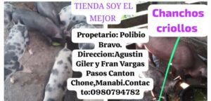 TIENDA SOY EL MEJOR