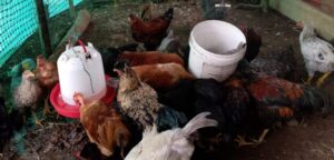pollos camperos
