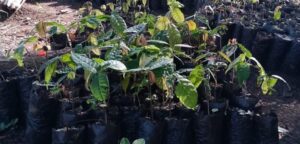 Ventas de plantas de cacao