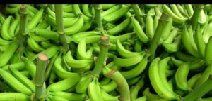 Venta de plátanos