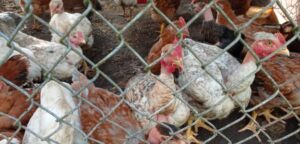 pollos camperos