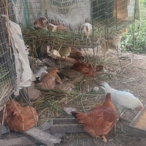 Gallina criolla