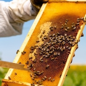 Extracción miel abeja