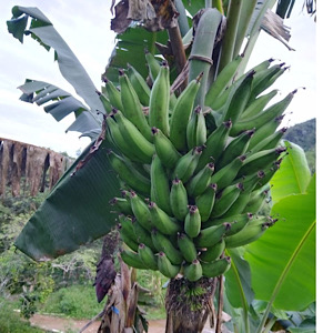Racimo de plátano