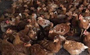 Venta pollos camperos