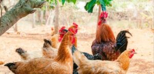 Pollo pio