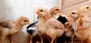 Pollos criollos