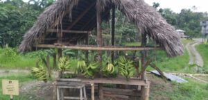 Ventas de racimos de platanos