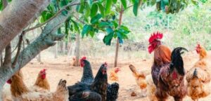 Venta de pollos criollos