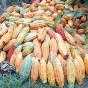Cacao nacional