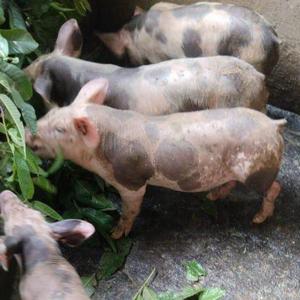 Chanchos