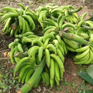 Plátano garrabanete