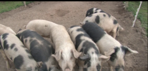 Venta de chancho calero