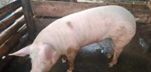 Chancho