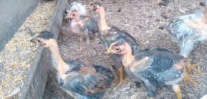 Venta de pollos crillos