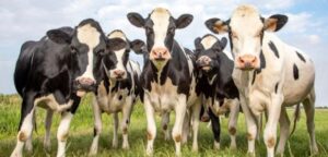 Vacas locas