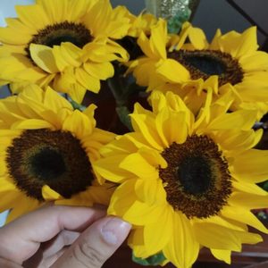Girasoles