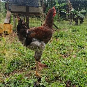 Pollos criollos