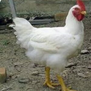 Emprendimiento de pollos