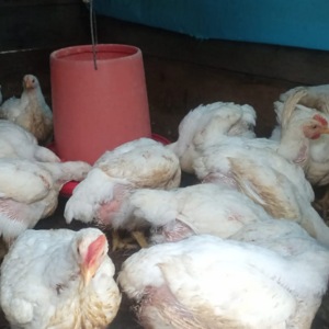 Pollos en pie