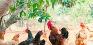 Venta de gallinas criollas Bachita