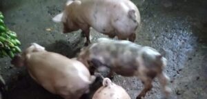 Emprendimiento de chanchos
