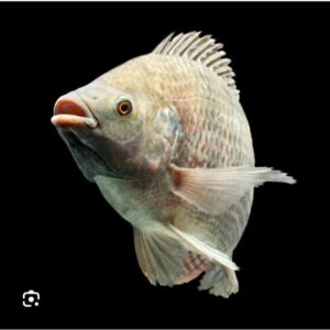 Tilapia