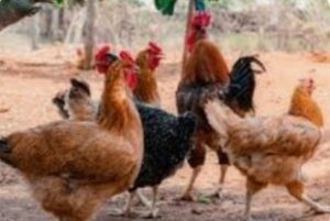 Negocio de gallinas criollas