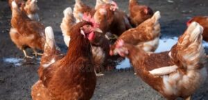 Pollos Urcuquí