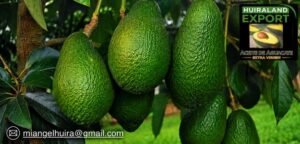 HUIRALAND Export